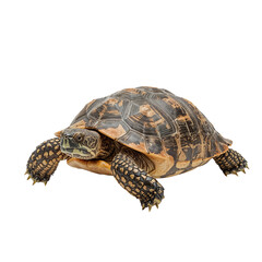 Naklejka premium Big turtle isolated on transparent background 
