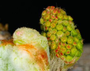 Blume