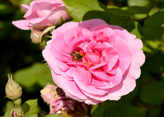 Damask rose Rosa &times; damascena Herrm. and honey bee collecting nectar from the pink petals