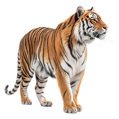 Obraz premium A realistic depiction of a Bengal tiger standing confidently. The tiger has a vibrant orange coat with black stripes and a strong, muscular build.