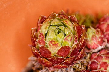 Blume