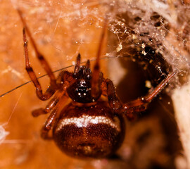 Spinne