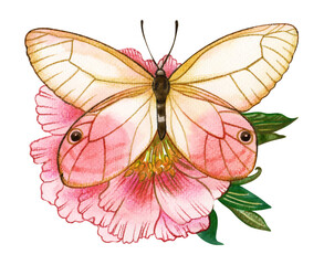 Delicate watercolor butterfly on pink flower – hand-painted realistic illustration, ideal for feminine designs, wedding stationery, spring decor, and botanical art.