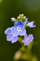 Blume