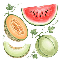 Fresh Melons and Watermelon Slices: A vibrant and appetizing selection of fresh melon and watermelon, showcasing juicy slices and the natural appeal of summer fruits, ripe for culinary inspiration.