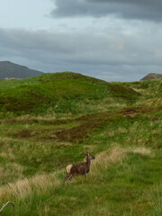 Deer in the Highlands