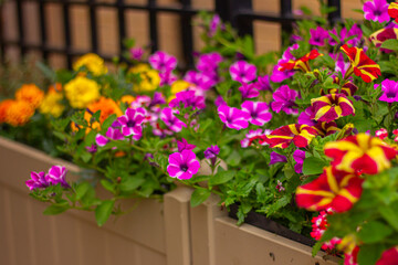 blooming petunia flowers in flower pot on the balcony, urban garden design