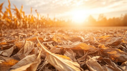 A close-up shot of dried corn husks under the golden light of sunset, capturing the essence of harvest season and the transition from growth to dormancy in agricultural life.