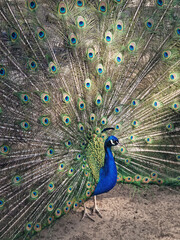 Obraz premium Magnificent peacock with vibrant iridescent blue and green plumage. Elegant feathers fan out, displaying intricate eye patterns in shades of gold and deep turquoise. Bird stands proudly, exuding grace