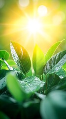 Lush green leaves glistening with dew, backlit by a bright sun, creating a vibrant, sun-drenched scene