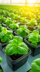 Rows of vibrant green seedlings in dark containers bask in sunlight within a greenhouse setting, showcasing healthy growth and agricultural cultivation