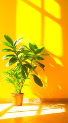 Vibrant yellow wall casts sunlit shadows on a potted ficus plant and smaller companion plant, creating a bright, cheerful indoor scene.  The terracotta pot sits on a sun-drenched floor