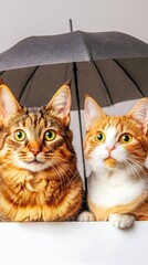 Two cats, a tabby and an orange and white, sit side-by-side under a black umbrella against a plain white background, looking directly at the viewer