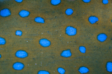 Detail of the bright spots found on a bluespotted ribbontail ray, Taeniura lymma, in Wakatobi National Park, Indonesia. This species is common on coral reefs throughout the Indo-Pacific region.