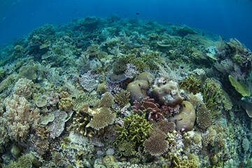 Reef-building corals compete for space to grow on a remote atoll in Wakatobi National Park, Indonesia. This area, off the coast of Sulawesi, is known for its extraordinary marine biodiversity.