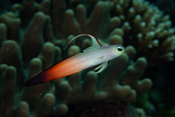 A fire dartfish, Nemateleotris magnifica, hovers close to the seafloor of a coral reef in Wakatobi National Park, Indonesia. Dartfish are found throughout the Indo-Pacific region.