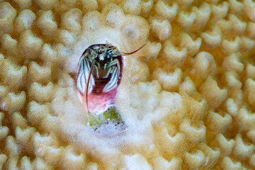 A coral hermit crab, Paguritta sp., peers out of its home on a coral colony in Alor, Indonesia....