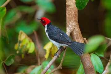 ed-capped cardnal - a bird with a white body, black wings, red head, and orange eyes - sits on a branch.
