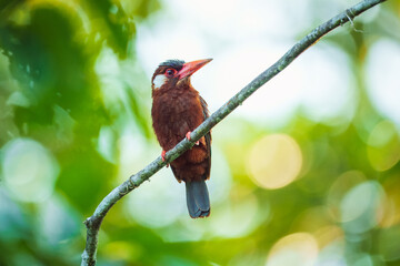 White-eared Jacamar (Galbalcyrhynchus leucotis) perched on a branch, set against a softly blurred green background of lush foliage.

