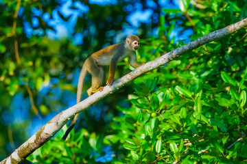 Squirrel Monkey, likely a Common or Central American species, perched upright on a tree branch amidst dense green foliage in a rainforest environment. Ecuador