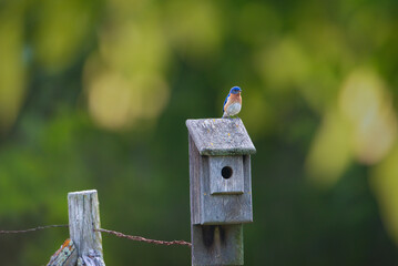 Male Eastern Bluebird sitting on top of nesting box. 
