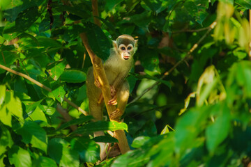Squirrel Monkey, likely a Common or Central American species, perched upright on a tree branch amidst dense green foliage in a rainforest environment. Ecuador