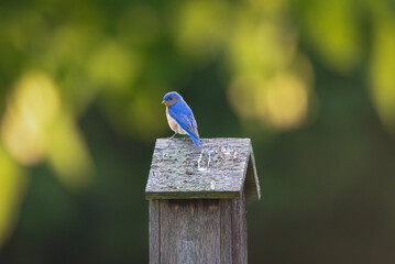 Male Eastern Bluebird sitting on top of nesting box. 