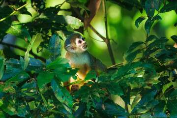 Squirrel Monkey, likely a Common or Central American species, perched upright on a tree branch amidst dense green foliage in a rainforest environment. Ecuador