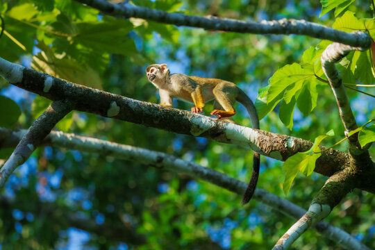 Squirrel Monkey, likely a Common or Central American species, perched upright on a tree branch amidst dense green foliage in a rainforest environment. Ecuador