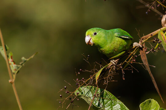 Cobalt-rumped Parrotlet - Forpus xanthopterygius 