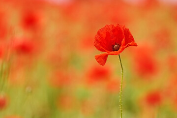 Fototapeta premium Red poppies in a poppies field. Remembrance or armistice day