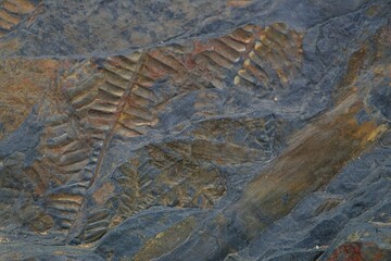 Close-up of a fern fossil embedded in dark rock, highlighting the delicate details of prehistoric...
