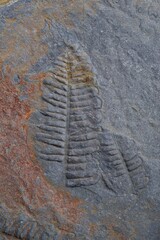 Fern fossil details preserved within gray-brown sedimentary rock, revealing intricate prehistoric plant impression and geological texture