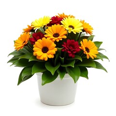 Vibrant Gerbera Daisies in a White Pot