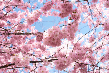A cherry blossom tree with pink flowers is in the sky