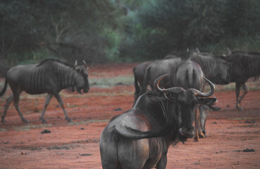 Africa- Close Up of a Herd of Wild Wildebeest Fighting