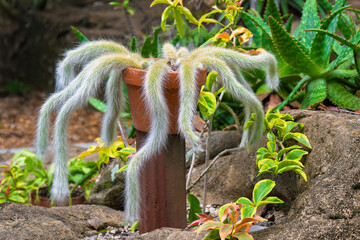 Monkey tail cactus gracefully spills over the edge of a terracotta pot, its fuzzy tendrils curling in the sunlight.