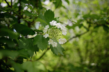 Shrub of Viburnum opulus in full bloom in mid May in the garden