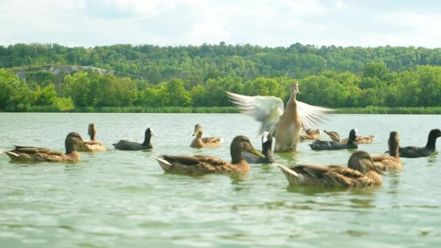 wild ducks swimming in the lake
