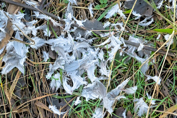 White and grey feathers on the floor of a dove that has fallen prey to a predator 