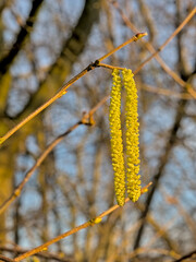 sunny green male hazel catkins on a branch, selective focus with blue bokeh background - Corylus 