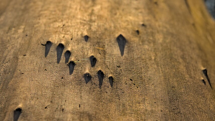  Sunny tree trunk with spikes and shadows, abstract pattern in nature, selective focus 