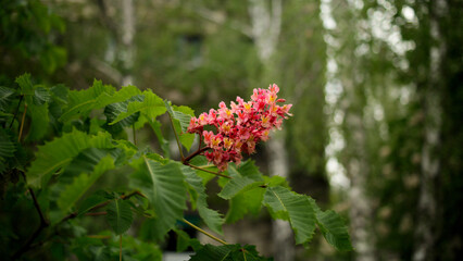 Pink or red flowering chestnut, Aesculus x carnea