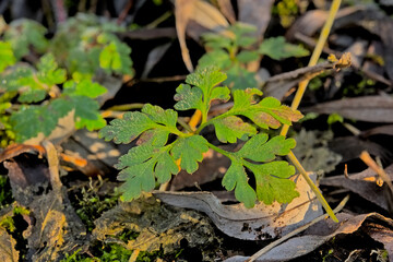  Fresh green gerantium leaves with dew drops on the forest floor
