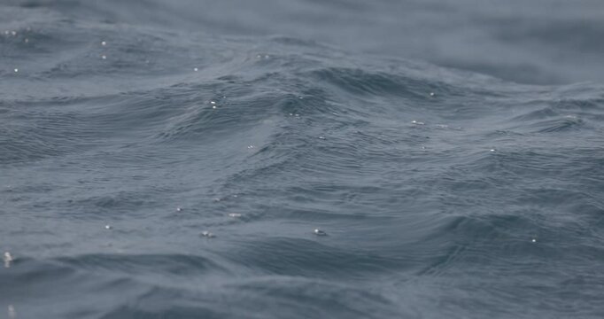 Mating of sea turtles in the open ocean. Olive ridley sea turtles or Lepidochelys olivacea during the mating games. The life of marine reptiles. Wildlife in slow motion. ProRes 422 10 bit, C-LOG video