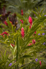 Tropical Flower Red Bloom at retreat space