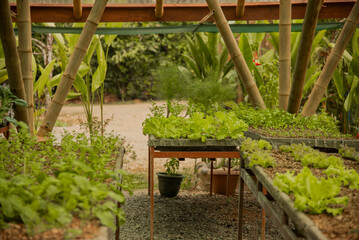 tropical garden in Costa Rica Plants 