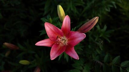 Pink lily close-up on dark background for festive and floral design