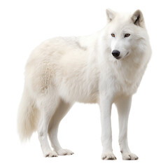 Obraz premium Wolf PNG Clipart Bundle – Realistic Wolves, Watercolor White, Black, Grey Wolf Art, Polar Wolf Pack, Wolf Sitting, Lying, Standing, Digital Download, Transparent Background