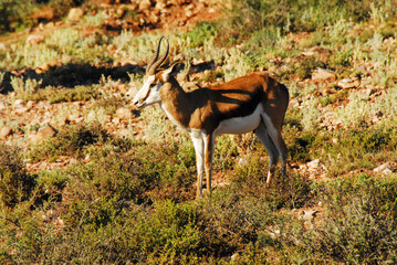 Africa- Close Up of a Very Young Impala in South Africa